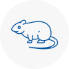 Rat Control Redruth